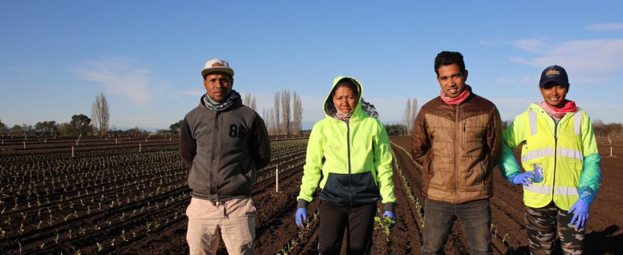 Pacific workers in a field header