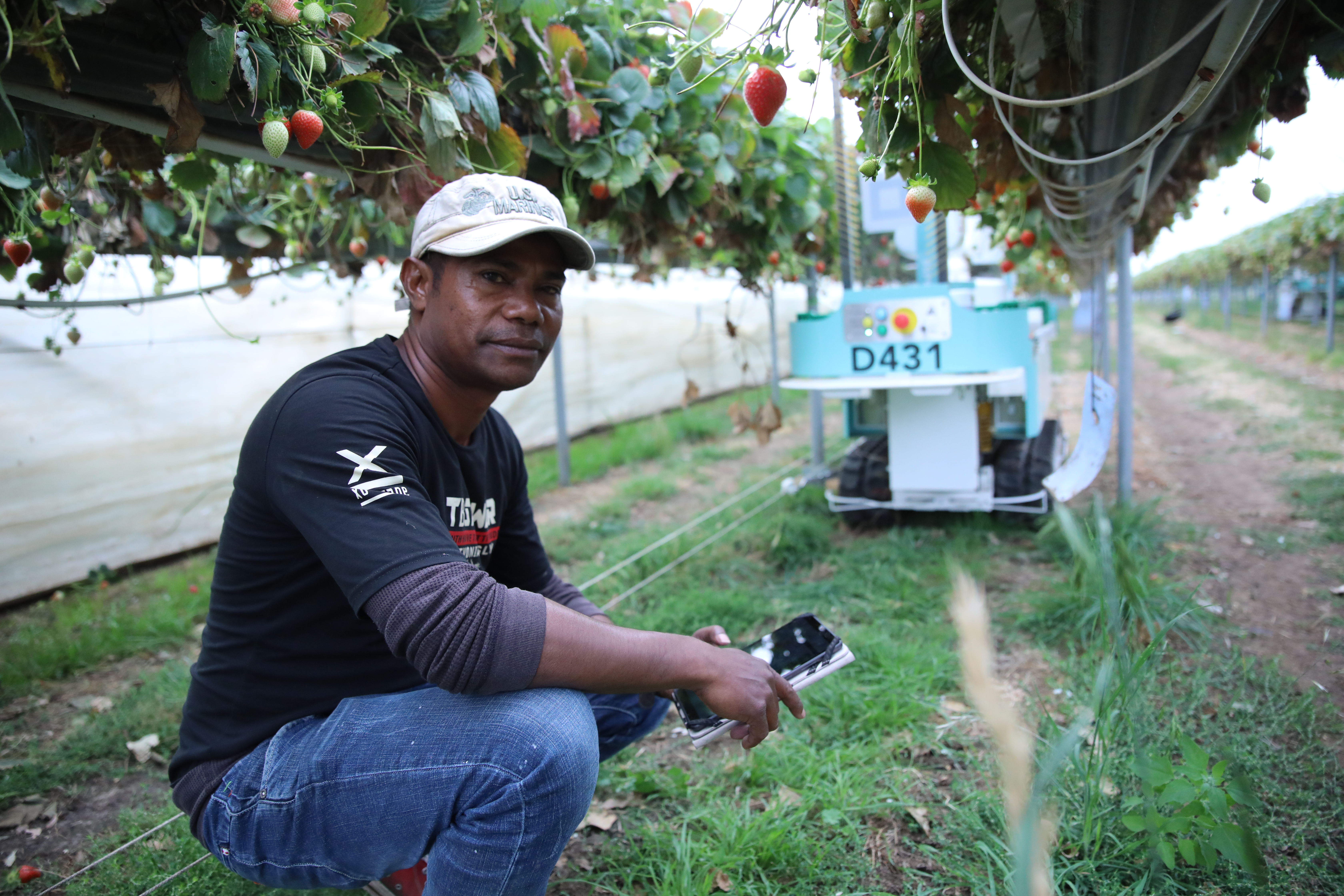 Timorese workers are being trained to use harvesting robots in Tasmania. 