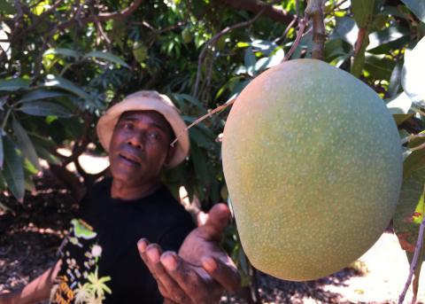 A Solomon Islands worker picking mangoes