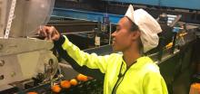 Patricia, a ni-Vanuatu worker at Simfresh, working on the citrus packing machine