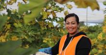 Smiling Pacific worker picking berries in a greenhouse