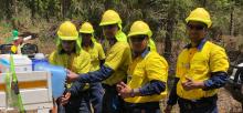 Tuvaluan forestry workers in Kingaroy