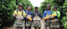 Workers together in orchard