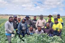 ni-Vanuatu workers standing in a field of broccolini